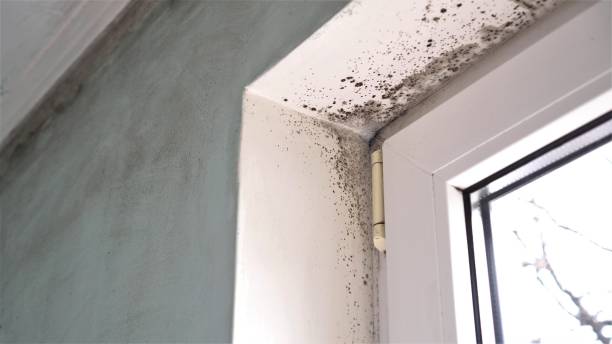 Best Mold Damage Repair  in Piney Point Village, TX