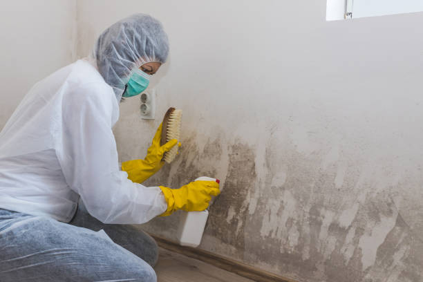 Certified Mold Removal in Piney Point Village, TX