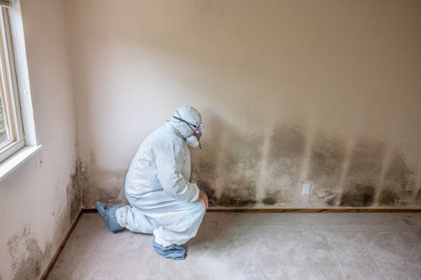 Home Mold Removal in Piney Point Village, TX